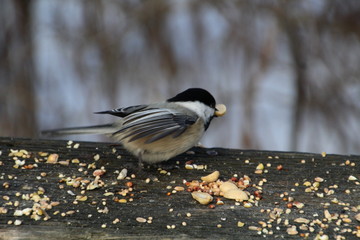 Chickadee On The Move, Whitemud Park, Edmonton, Alberta