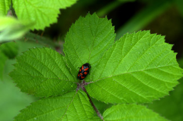 red insect