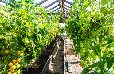 Tomato fruits grow in a greenhouse