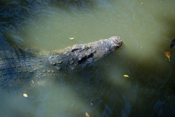 Crocodile top view in farm, Crocodile farming in Thailand.