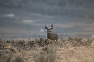 Mule Deer Buck in the Mating Season