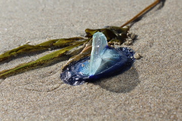 Stranded sail jelly fish