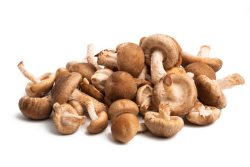 Obraz premium Shiitake mushrooms