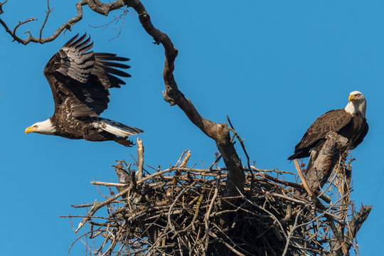 A pair of American Bald Eagles at their nest.