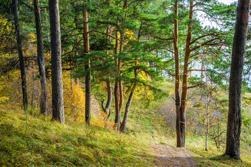 Pine trees on the edge of a ravine in an autumn park