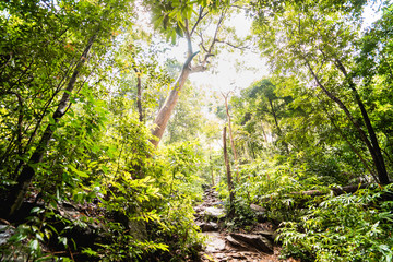 local adventure travel activity from beautiful tropical forest with sunlight on summer to autumn season