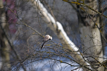 Aegithalos caudatus in natural habitat. Birds in the forest