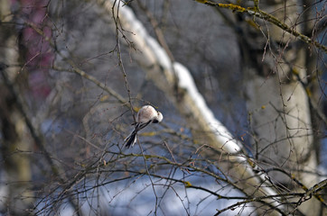 Aegithalos caudatus in natural habitat. Birds in the forest