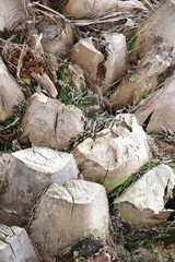 Obraz premium roots in the forest
