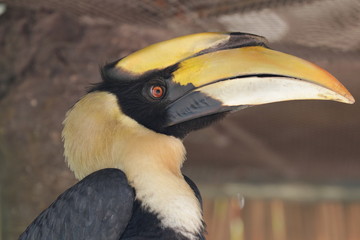 Close up Horn Bill Bird