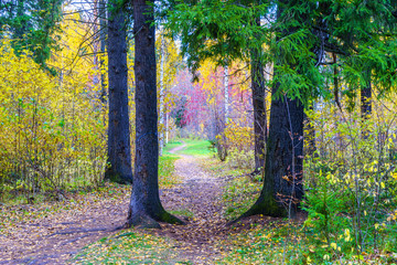 Walking paths in a beautiful autumn park. Russia, Izhevsk
