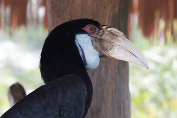 Close up Bill Horn Bird