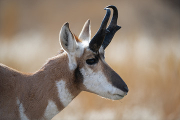 portrait of a pronghorn deer