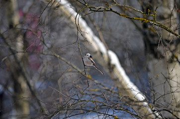Aegithalos caudatus in natural habitat. Birds in the forest