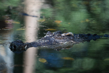 Crocodile top view in farm, Crocodile farming in Thailand.