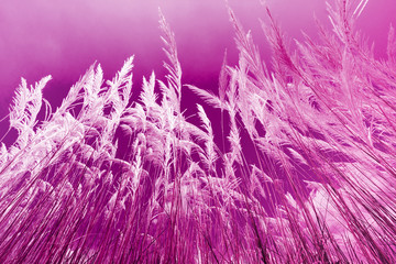 Wind blowing through grass flower in the pastel background