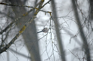 Aegithalos caudatus in natural habitat. Birds in the forest