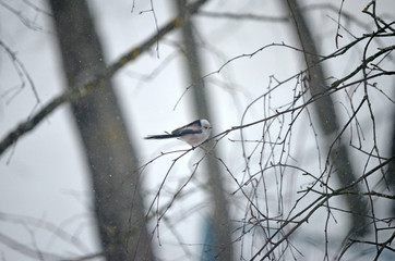 Aegithalos caudatus in natural habitat. Birds in the forest