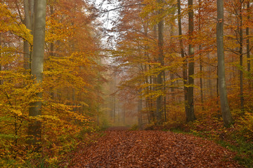 Herbstwald mit Novembernebel