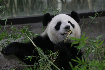 Fototapeta na wymiar Fluffy Panda is Eating Bamboo, Shanghai, China