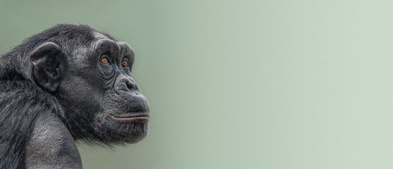 Banner with portrait of curious wondered adult Chimpanzee at smooth gradient background with copy space for text, closeup, details - obrazy, fototapety, plakaty