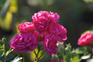 flowers in the garden