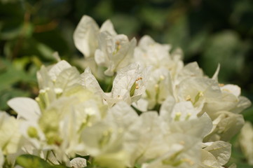 white flowers in garden