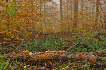 Fototapeta na wymiar Herbstwald mit Novembernebel mit Pilzen an liegenden Ast
