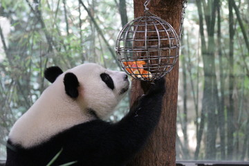 Panda Cub is Trying to get Fruits in the Enrichment, Shanghai, China