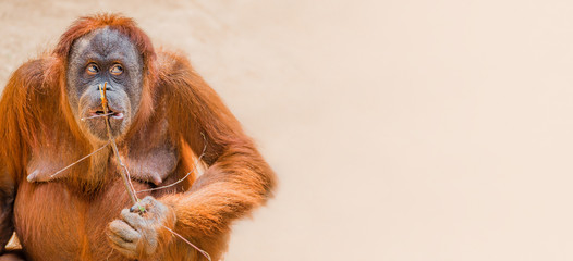 Banner with portrait of funny Asian orangutan at smooth gradient background with copy space for...