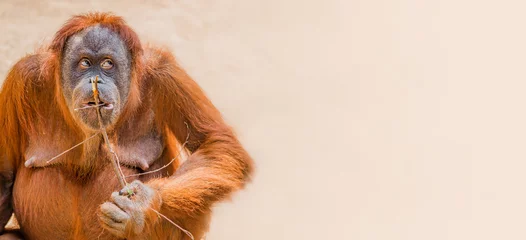 Fotobehang Aap Banner with portrait of funny Asian orangutan at smooth gradient background with copy space for text, adult, details  © neurobite