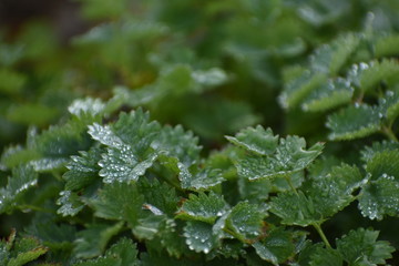 Wassertropfen auf Grün