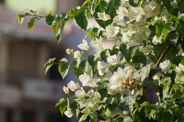 white flowers of apple tree in spring
