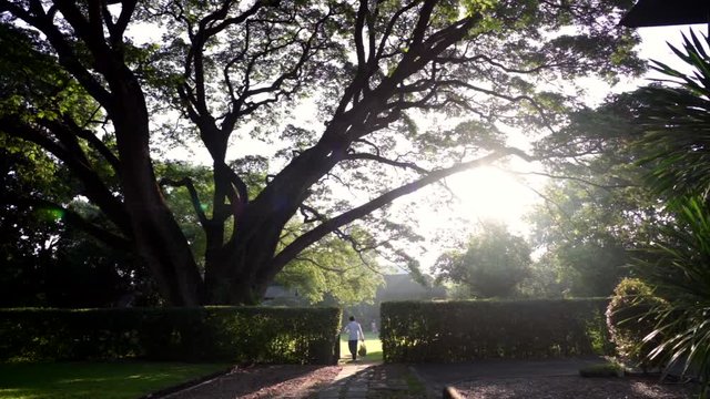 Flame tree against sun-flare in morning.