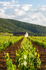 valle de sceniche bullas