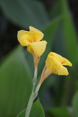 Close up Orange Flower, Canna on White Background