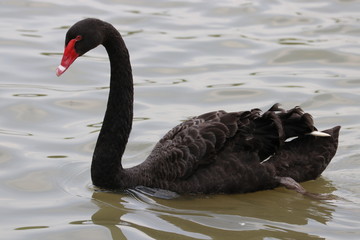 Beautiful Black Swan in the Lake
