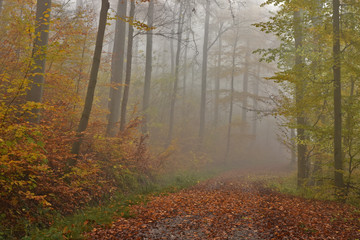 Fototapeta premium Herbstwald mit Novembernebel