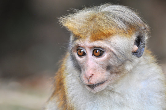Monkey  in nature habitat, Toque macaque (Macaca sinica)
