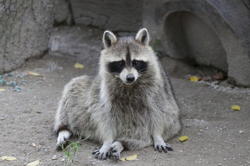 Close up Funny Grey Raccoon © foreverhappy