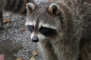 Naklejka na ściany i meble Close up Funny Grey Raccoon