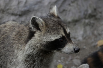 Close up Funny Grey Raccoon