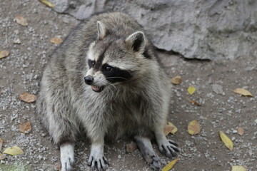 Naklejka na ściany i meble Close up Funny Grey Raccoon