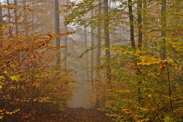 Novembernebel im Herbstwald