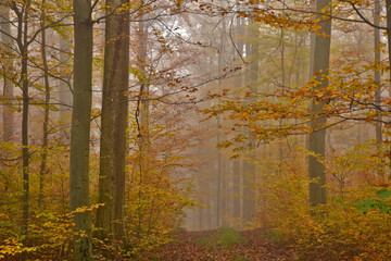 Herbstwald mit Novembernebel