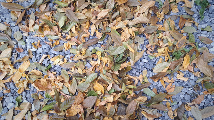 small road stone background, dark gravel pebbles stone texture with golden and yellow leaves in autumn season