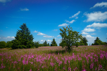 field of flowers and blue sky