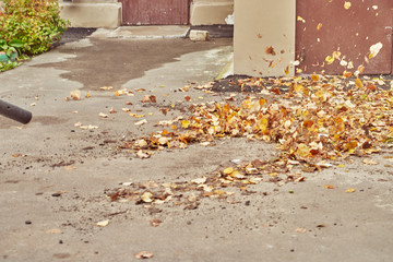 the leaves are blown away by air. ways to harvest fallen leaves