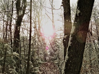 sun shining through the trees