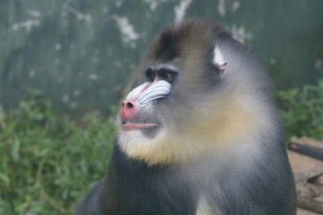 Close up Mandrill Monkey Colorful Face